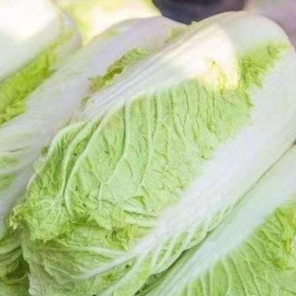 黄心大白菜 净菜批发 整车配送 按需供应