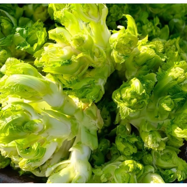 儿菜 娃娃菜 抱儿菜 对接商超 批发市场 大量供应
