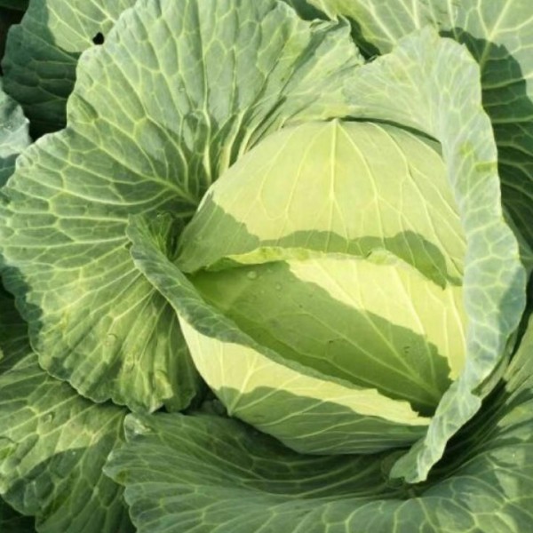 包菜 甘蓝 平包菜 量大从优 对接全国